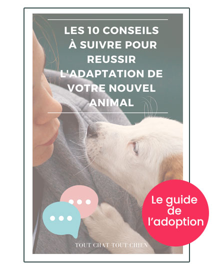 Les 10 conseils à suivre pour réussir l'adaptation de votre nouvel animal