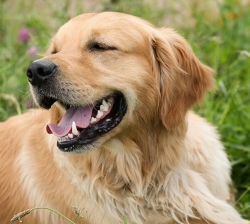 A la recherche d’une famille pour Baloo