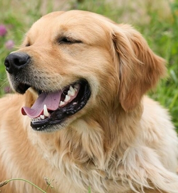 A la recherche d’une famille pour Baloo