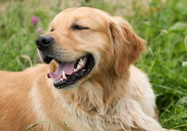 A la recherche d’une famille pour Baloo