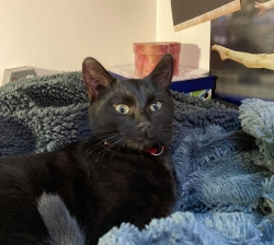 Chat à donner contre bons soins