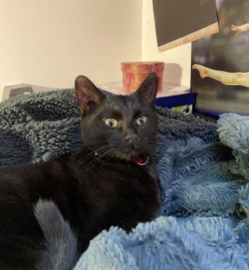 Chat à donner contre bons soins