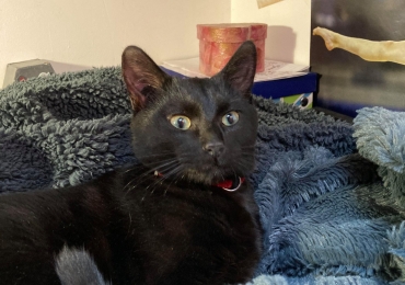 Chat à donner contre bons soins