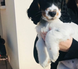 Cocker spaniel anglais