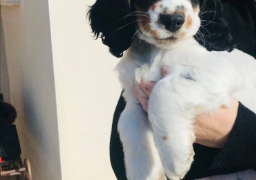 Cocker spaniel anglais