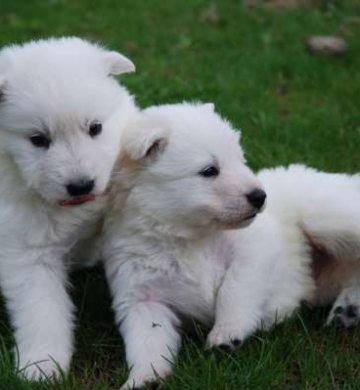 Chiots berger blanc suisse