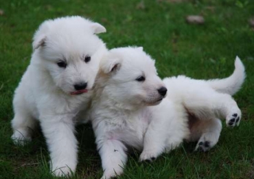 Chiots berger blanc suisse
