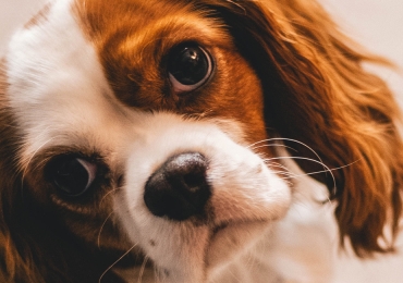 Anatol chien heureux