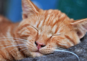 Adopter un chat : les 10 conseils