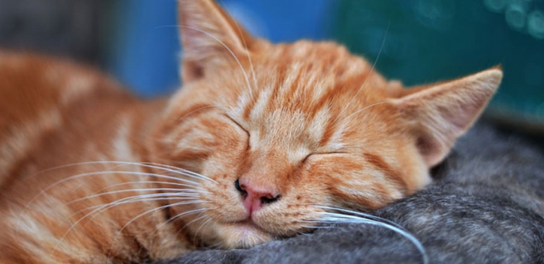 Adopter un chat : les 10 conseils