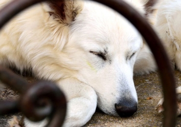 Les 10 indispensables à prévoir pour votre futur chien