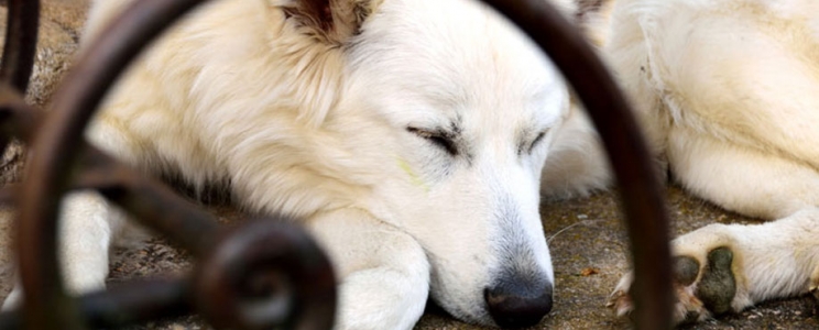 Les 10 indispensables à prévoir pour votre futur chien