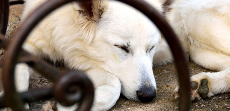 Les 10 indispensables à prévoir pour votre futur chien