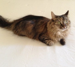 Happy, chat à adopter