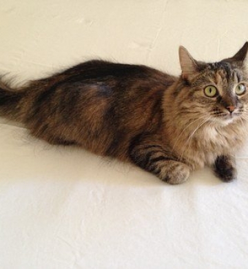 Happy, chat à adopter