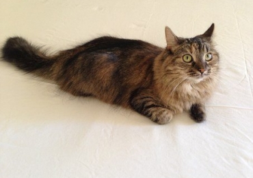 Happy, chat à adopter