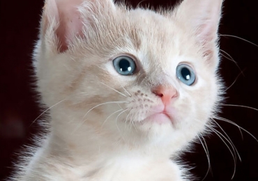 Chat mâle ou chat femelle : que choisir ?