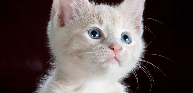 Chat mâle ou chat femelle : que choisir ?