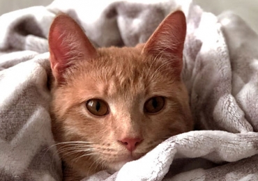 Combien coûte un chat à l’achat et à l’année ?