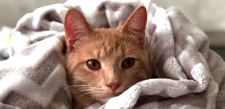 Combien coûte un chat à l’achat et à l’année ?