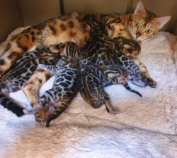 Chaton race : Bengal