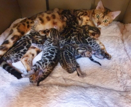 Chaton race : Bengal