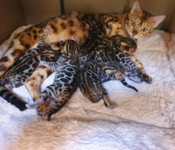 Chaton race : Bengal