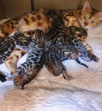 Chaton race : Bengal