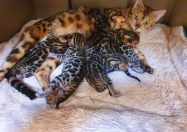 Chaton race : Bengal