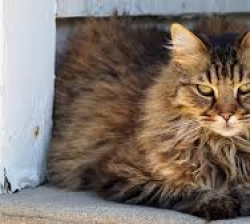 Polly recherche une famille