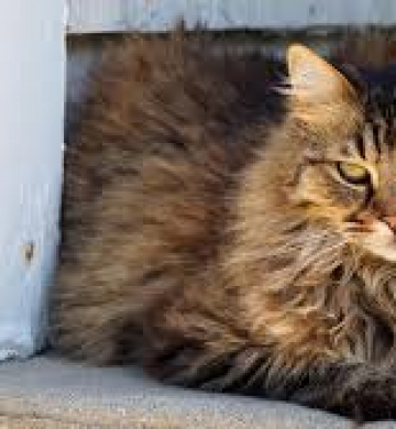 Polly recherche une famille