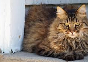 Polly recherche une famille