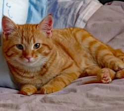 Chat à donner contre bons soins (particulier)