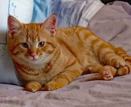 Chat à donner contre bons soins (particulier)