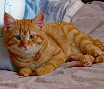 Chat à donner contre bons soins (particulier)