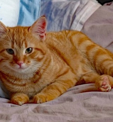 Chat à donner contre bons soins (particulier)