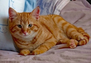 Chat à donner contre bons soins (particulier)