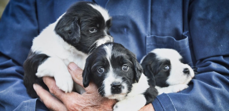 Les 5 questions à poser à un éleveur