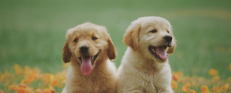 Où acheter mon chien ?