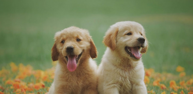 Où acheter mon chien ?