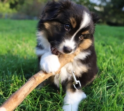 Adorable chien à adopter