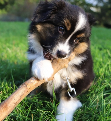 Adorable chien à adopter