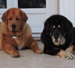 Donne contre bons soins