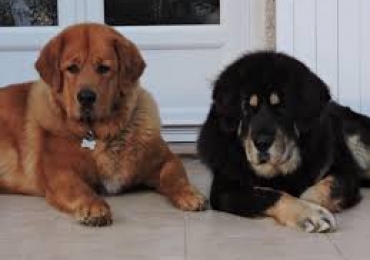 Donne contre bons soins